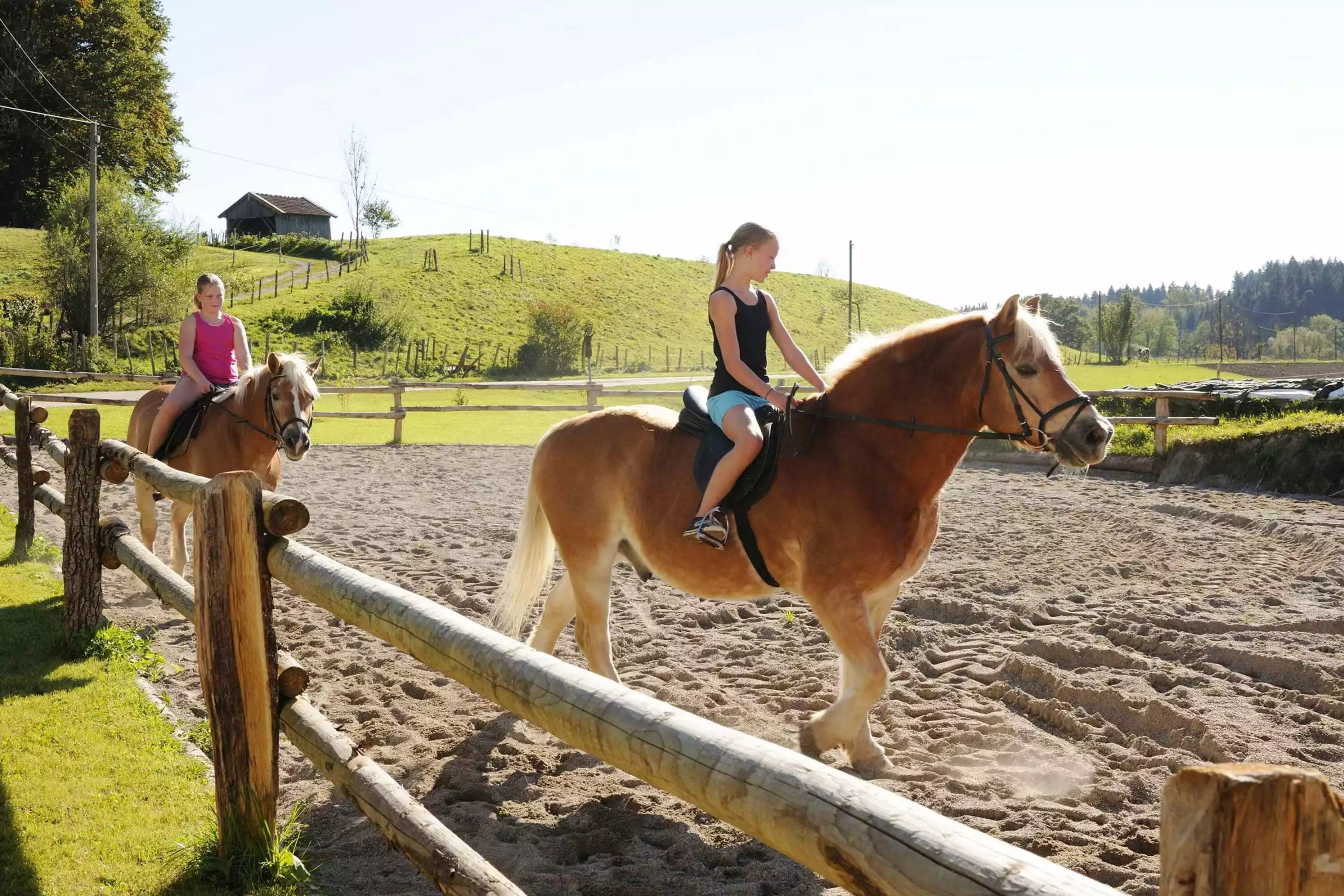 Ponys und Pferde am Huberhof Niesgau