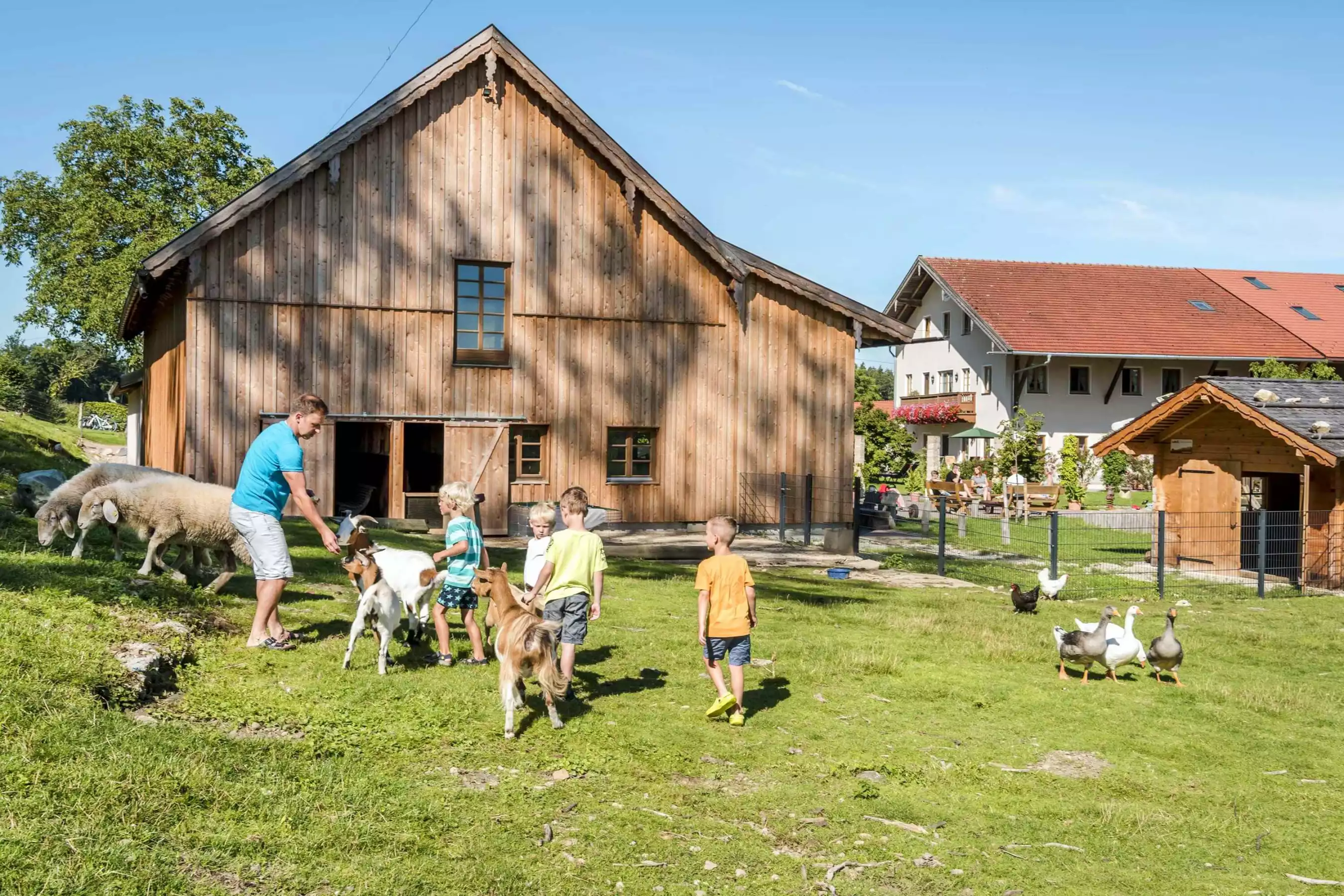 Ziegen Schweine Hühner Enten Hasen